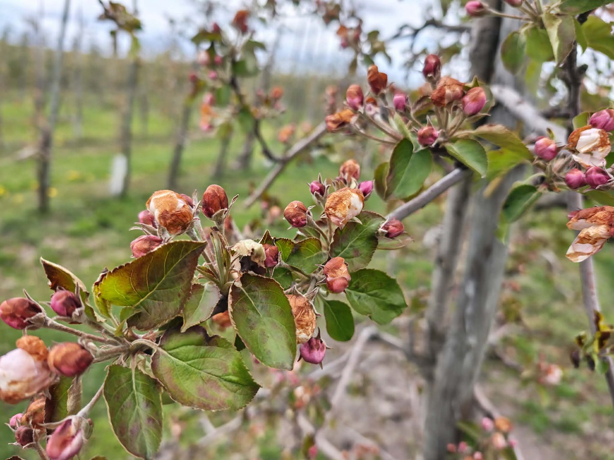 Do -12 stopni przy gruncie. Mroźna noc niemal w całej Polsce