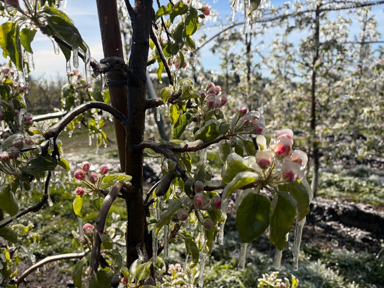 Wsparcie po przymrozkach – konieczne zmiany w systemie