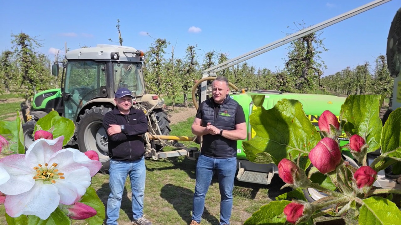 Jabłonie w fazie różowego pąka - ochrona i nawożenie, 18.04.2026