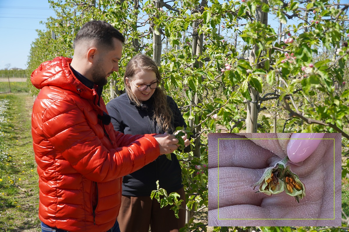 Przymrozki czy już mróz? Ocena strat w sadach po nocnym spadku temperatur