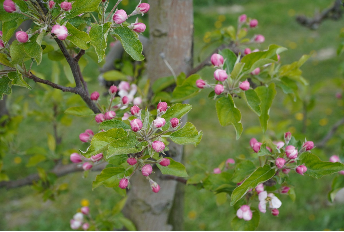 Skuteczna ochrona sadów przed przymrozkami – doświadczenia z zastosowaniem glikolu propylenowego i krzemu