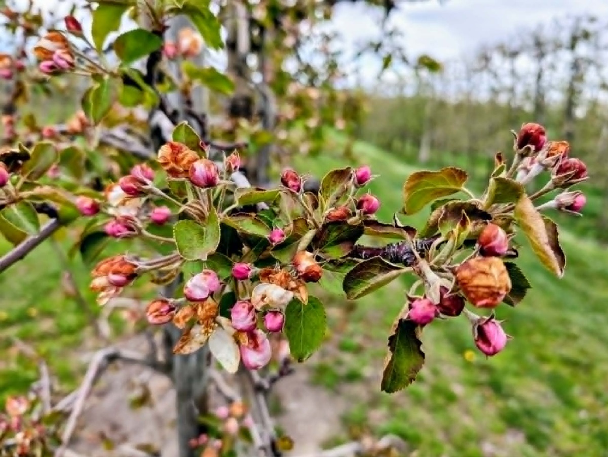 Producenci owoców apelują o ogłoszenie stanu klęski żywiołowej po niszczycielskich przymrozkach