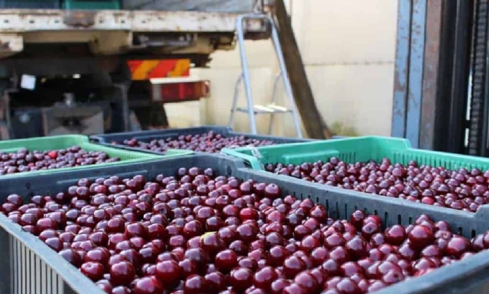 Zmowa w skupach owoców. Milionowe kary od UOKiK