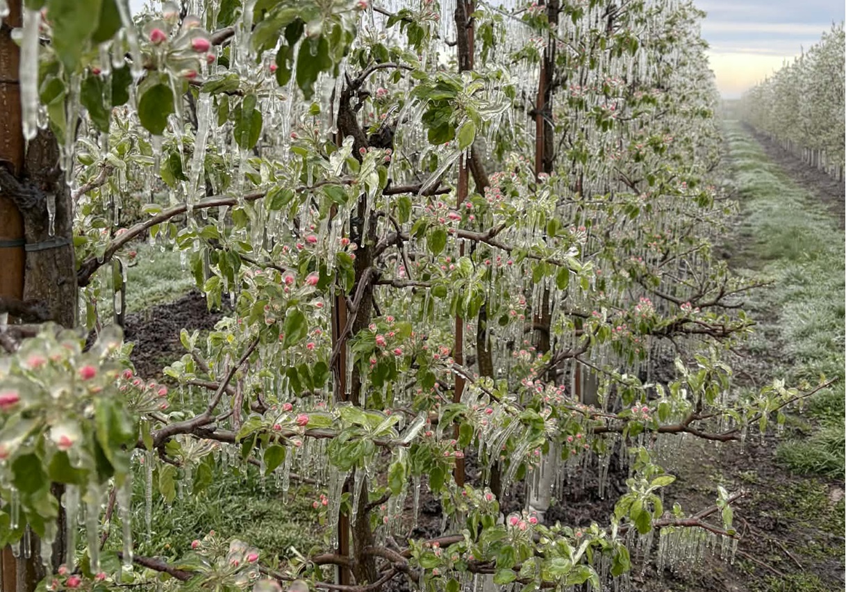 Duże straty po przymrozkach mimo zraszania. Niepokojące sygnały z sadów