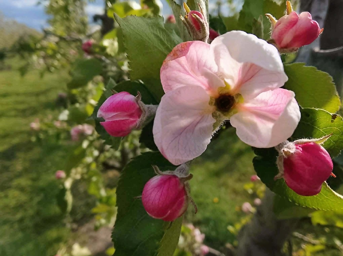 Tragedia. Mróz zakończył zbiory w kwietniu