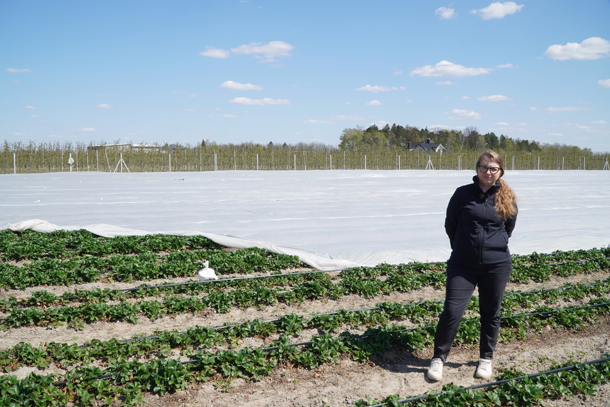 Aktualna sytuacja na plantacjach truskawek – trudny początek sezonu