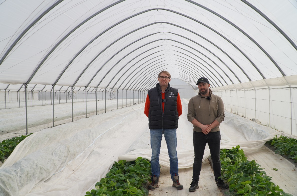 Przymrozki w uprawie truskawek tunelowych – ochrona i regeneracja