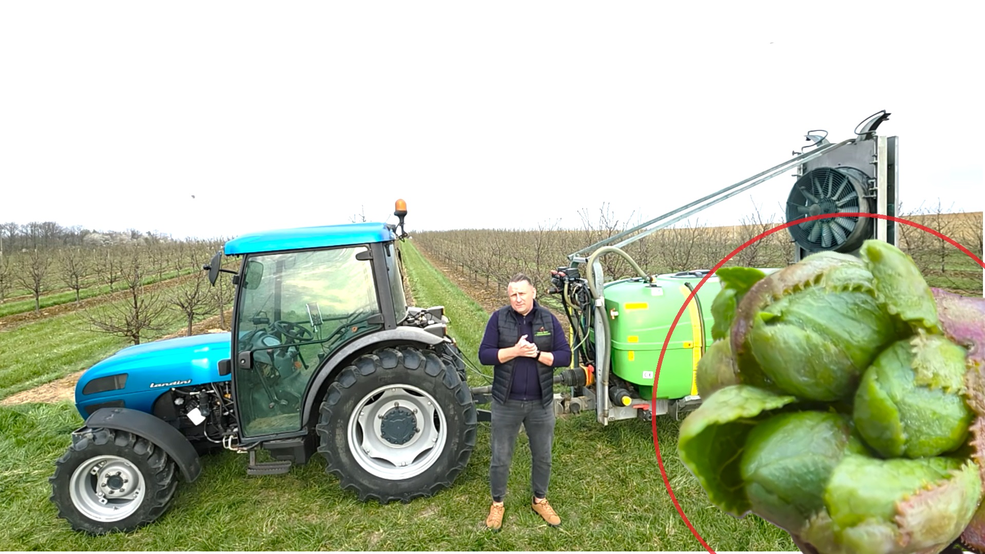 Wiśnia w fazie zielonego pąka - ochrona i nawożenie