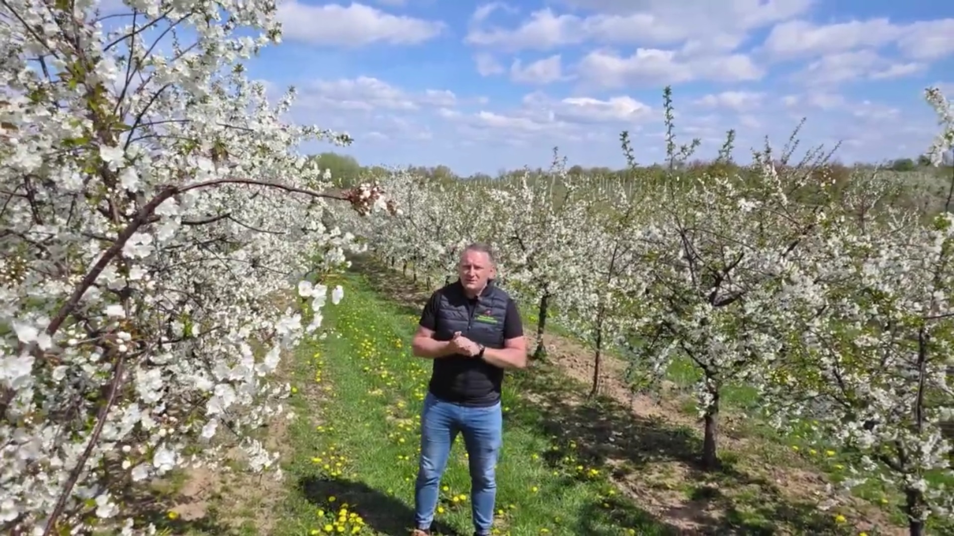 Wiśnia w pełni kwitnienia – ochrona, dokarmianie i strategia na przymrozki