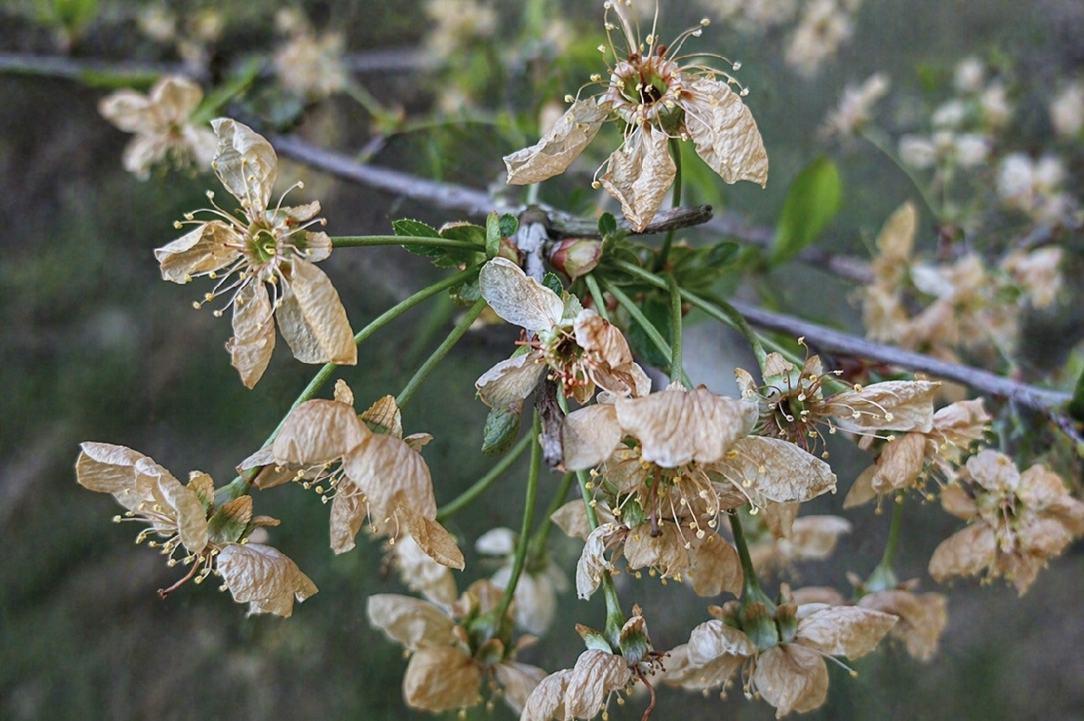 Za nami mroźna noc. Przymrozki utrzymywały się przez wiele godzin
