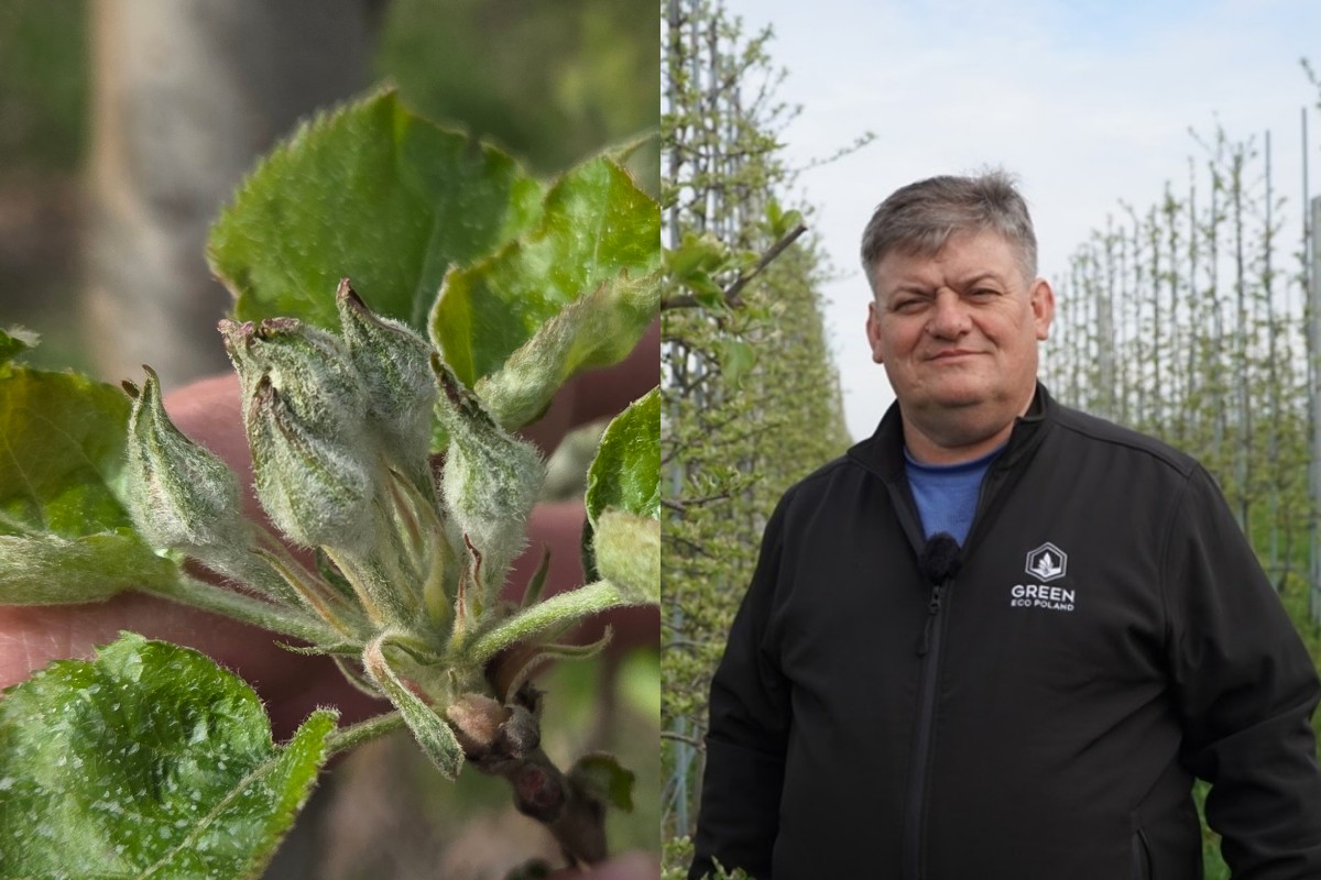 #3 Komunikat sadowniczy – faza zielonego pąka, Zbigniew Marek, 16.04.2026