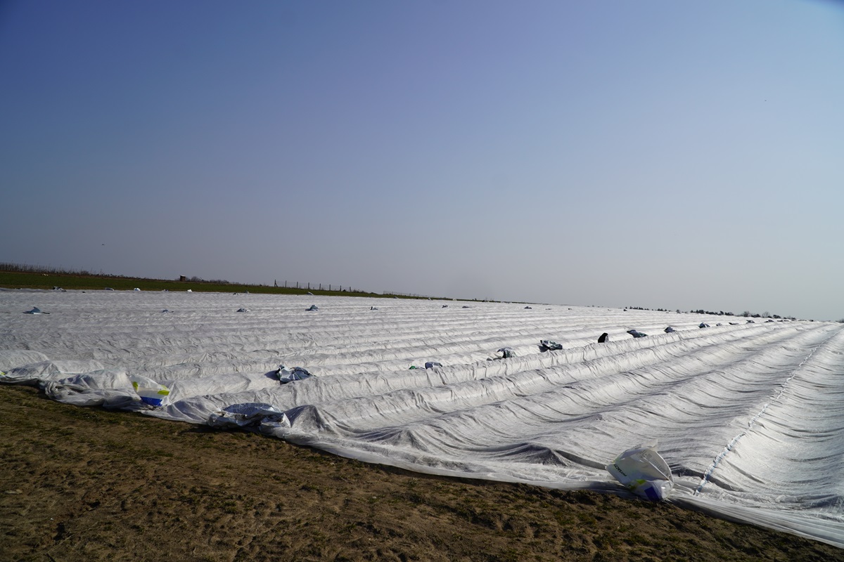 Złodziej ukrył się pod folią na plantacji truskawek