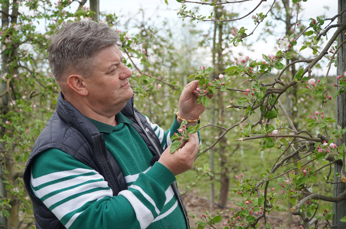 #4 Komunikat sadowniczy – różowy pąk, Zbigniew Marek, 20.04.2026