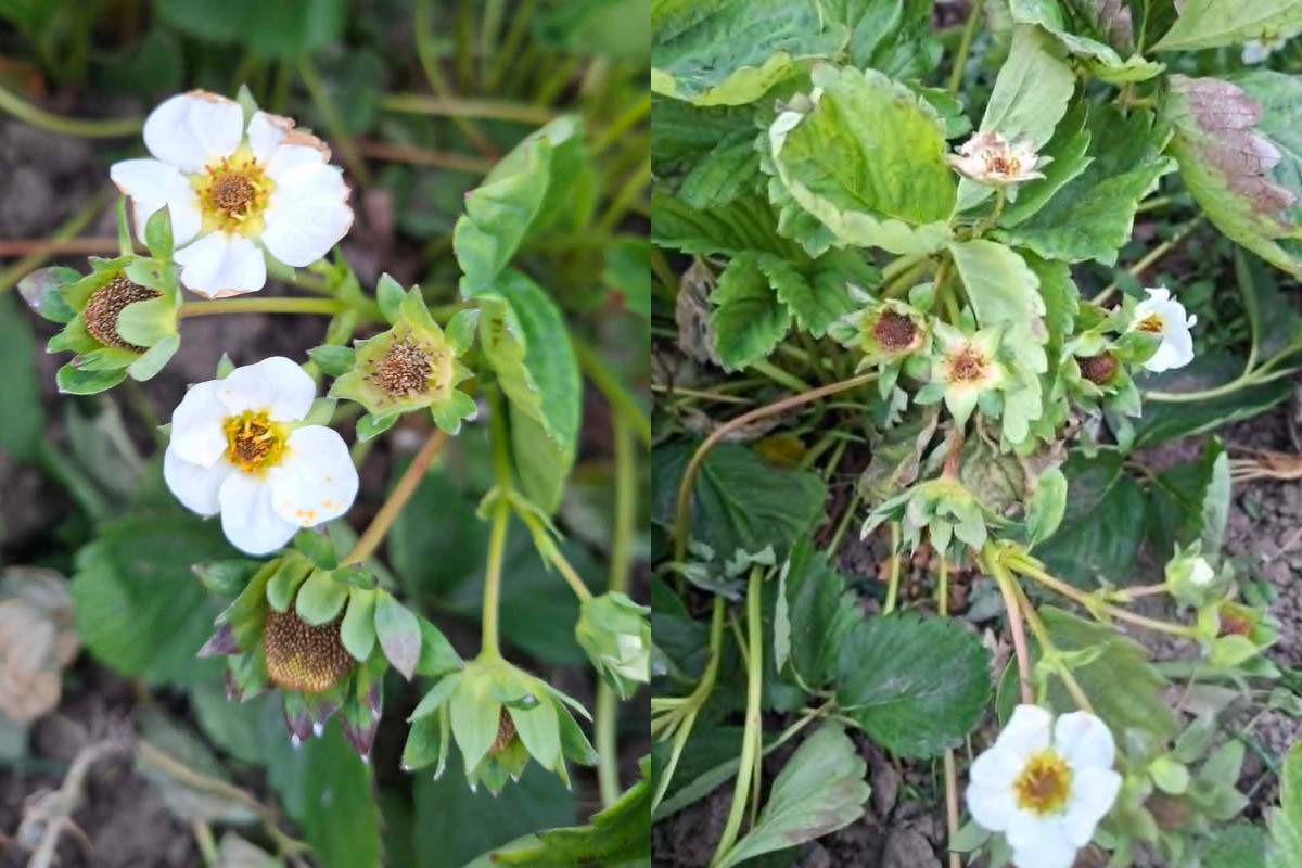 Mrozy zniszczyły plantacje truskawek. Straty sięgają nawet 90% 