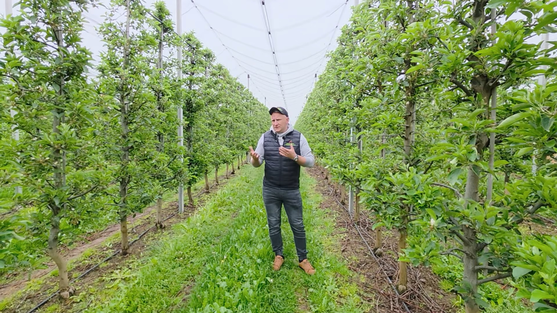 Silna presja parcha jabłoni i zarazy ogniowej, Dariusz Ziarko, 18.05.2026