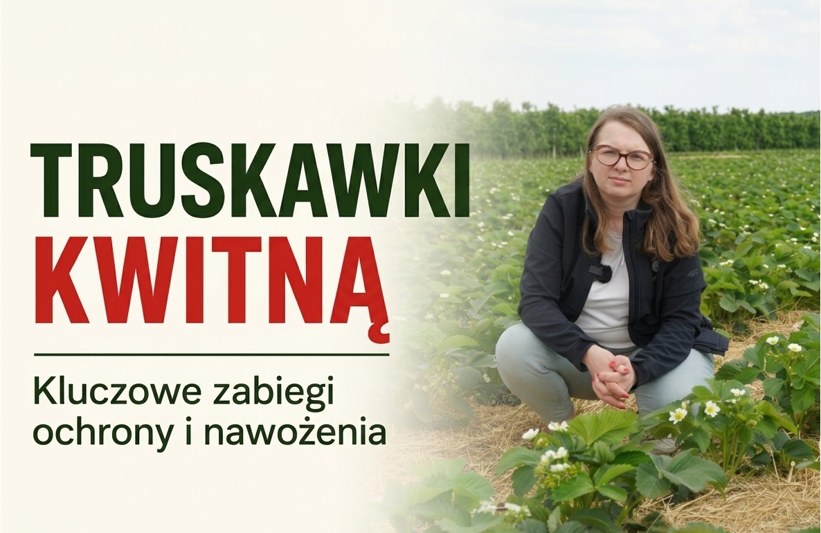 Truskawki w fazie kwitnienia – kluczowe zabiegi ochrony i nawożenia