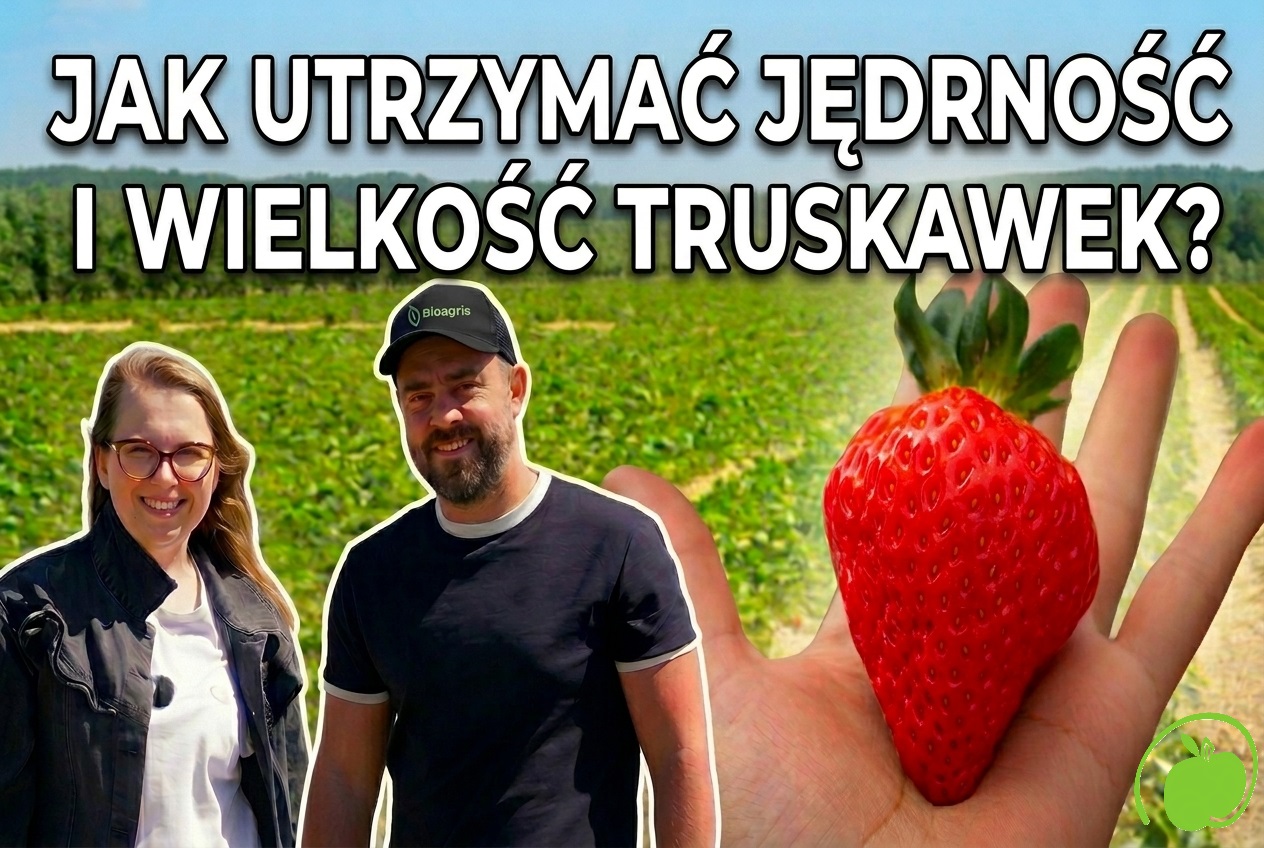 Jak utrzymać jędrność i wielkość truskawek?