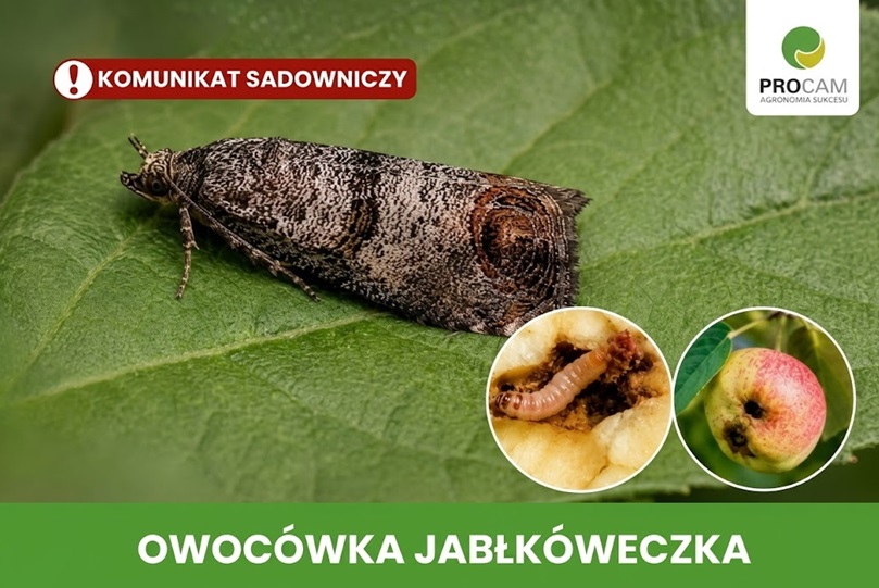 Owocówka jabłkóweczka – bardzo wysoka presja szkodnika w sadach, konieczne zabiegi ochronne