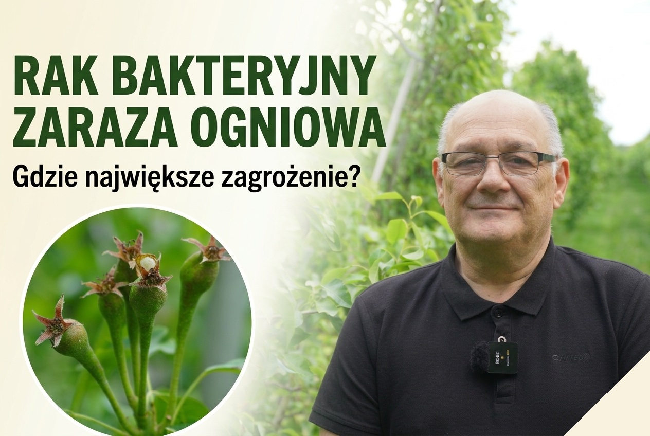 Rak bakteryjny i zaraza ogniowa – gdzie jest największe zagrożenie?