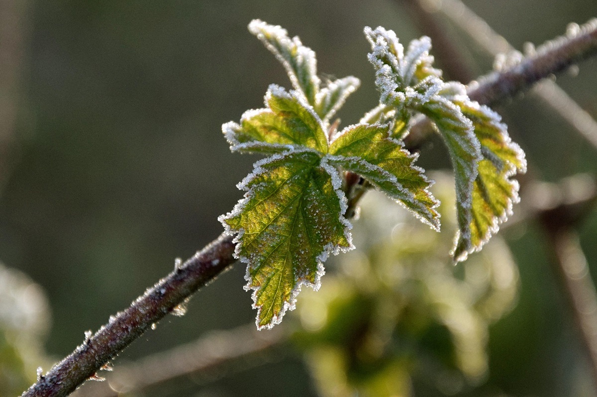 Lokalnie nawet -2°C przy gruncie. Ostrzeżenia dla dziewięciu województw