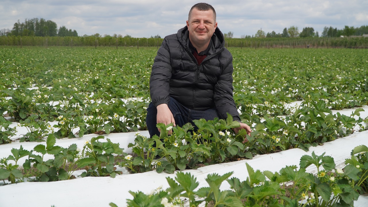 Szara pleśń w truskawkach – kluczowy moment ochrony w okresie kwitnienia
