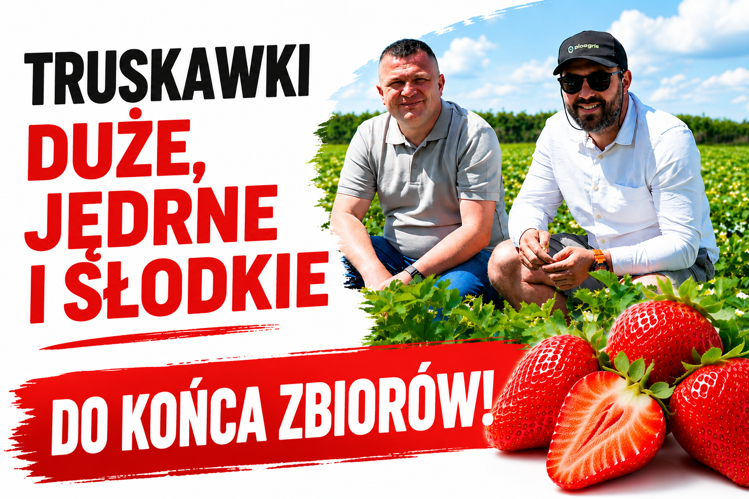 Truskawki duże, jędrne i słodkie aż do końca zbiorów