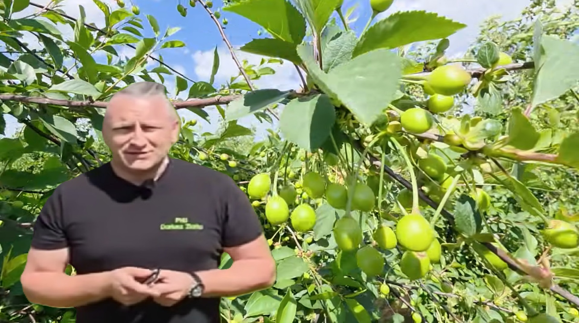 Wiśnie w fazie wzrostu owoców – ochrona i nawożenie