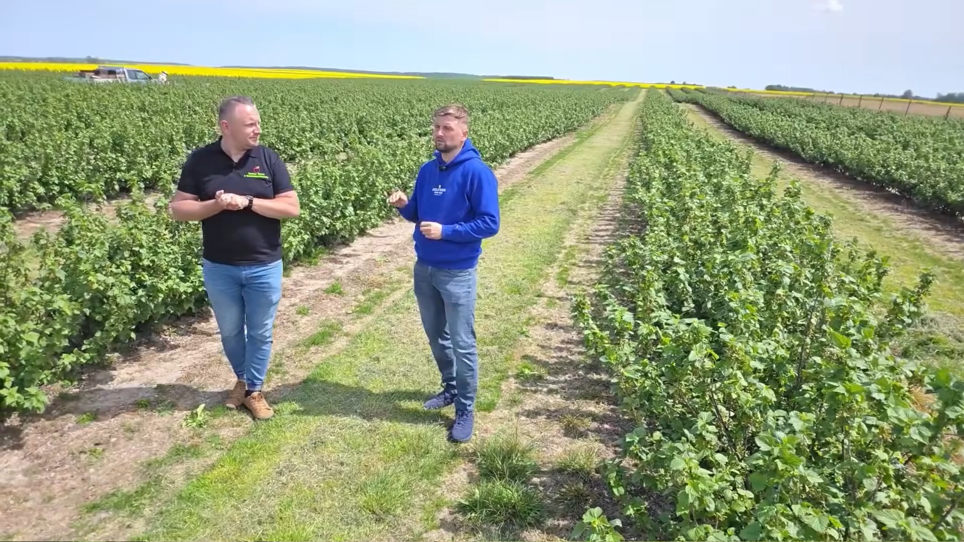 Porzeczka czarna po przymrozkach: lustracja plantacji i prognoza plonu