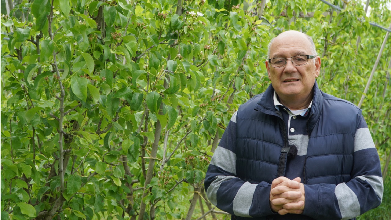 Grusze i jabłonie zagrożone: rak bakteryjny, parch, zaraza ogniowa i szara pleśń – komunikat