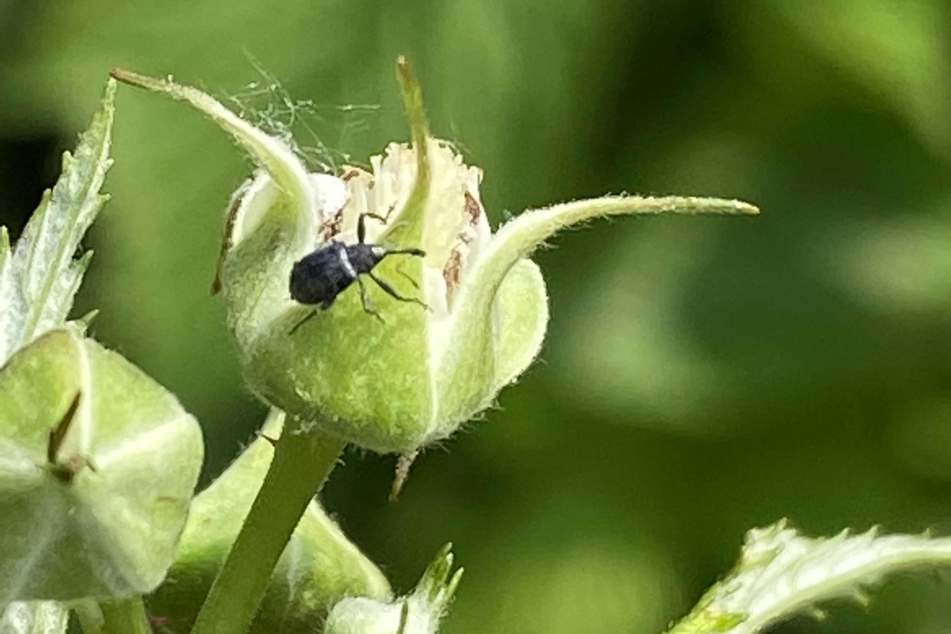 Kwieciak malinowiec – groźny szkodnik plantacji truskawek i malin 
