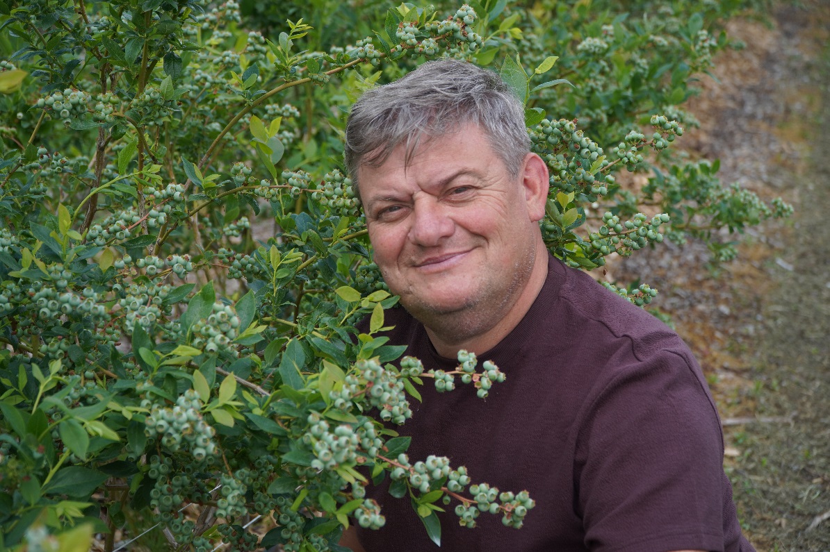 Borówka w fazie wzrostu owoców, Zbigniew Marek, 9.06.2026