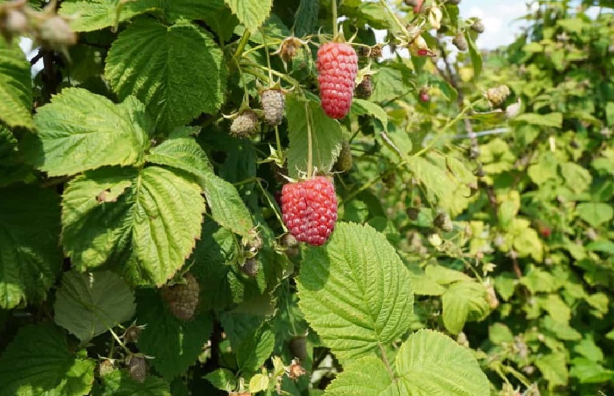 Ceny malin nie do przyjęcia. Plantatorzy grożą protestami
