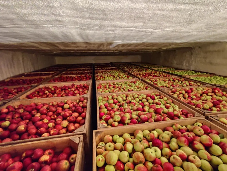 Ponad 1,5 mln ton jabłek w chłodniach UE
