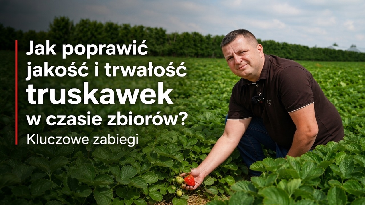 Jak poprawić jakość i trwałość truskawek w czasie zbiorów? 