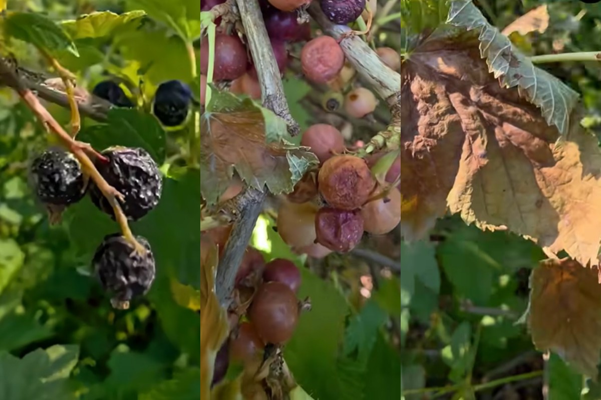 Upały niszczą plantacje, a plony znikają na oczach producentów