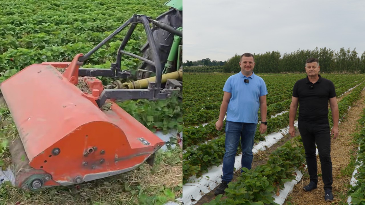 Truskawki po zbiorach: jak odbudować plantację i przygotować ją na kolejny sezon