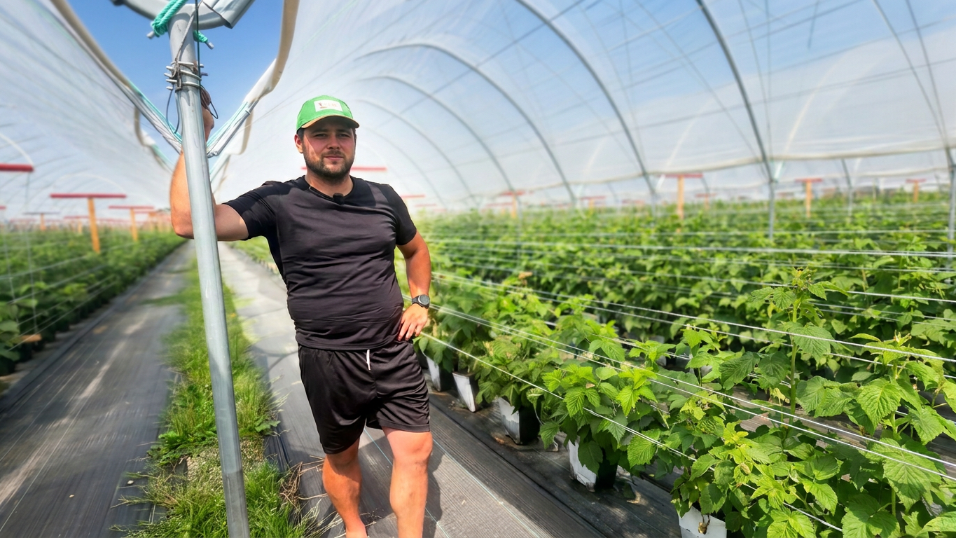 Plantacja malin po trudnym starcie. Czy uda się ją odbudować?