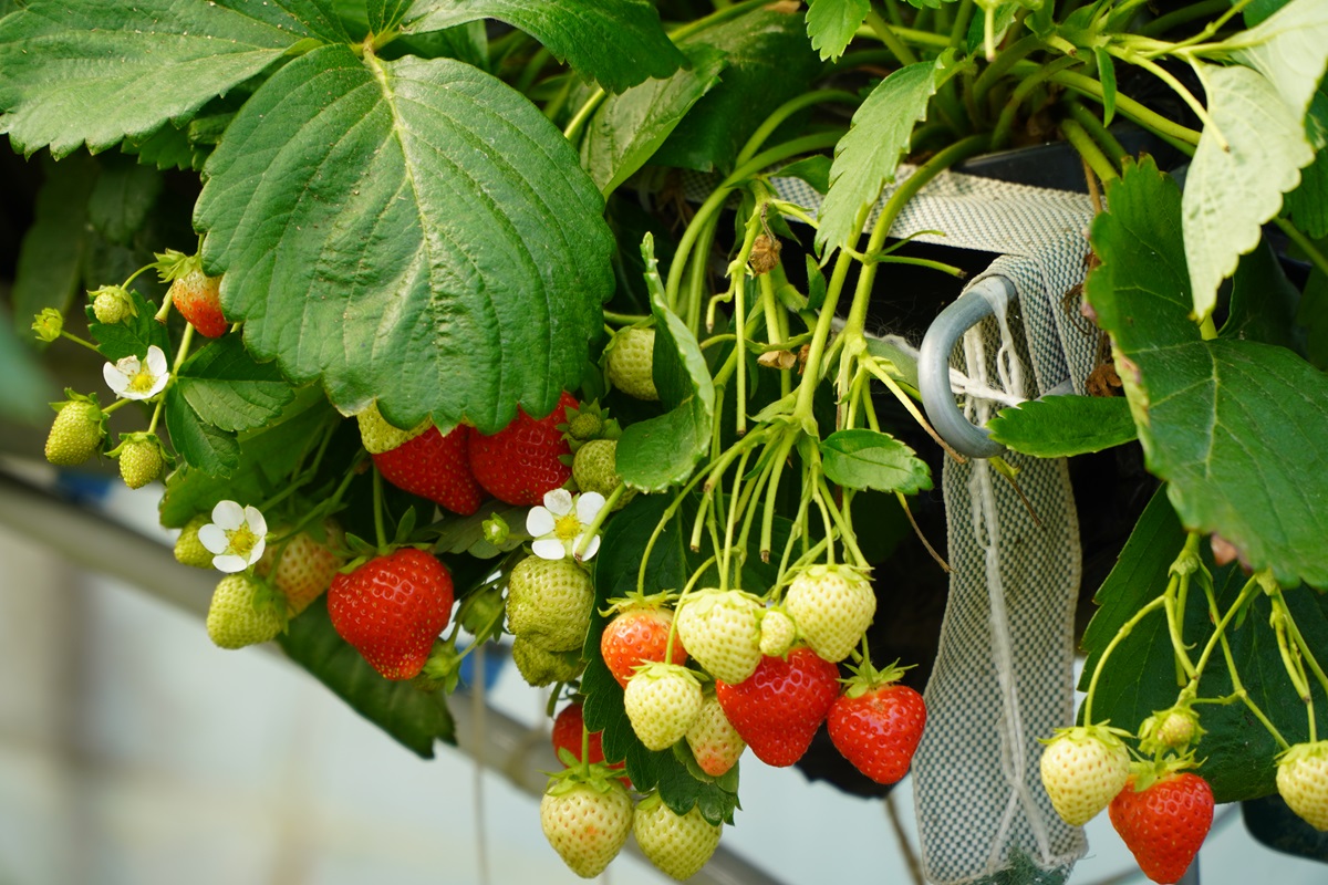 BerryTech 2026: Nowe wyzwania w produkcji truskawek. Eksperci o glebie, odmianach i przygotowaniu plantacji do nowego sezonu