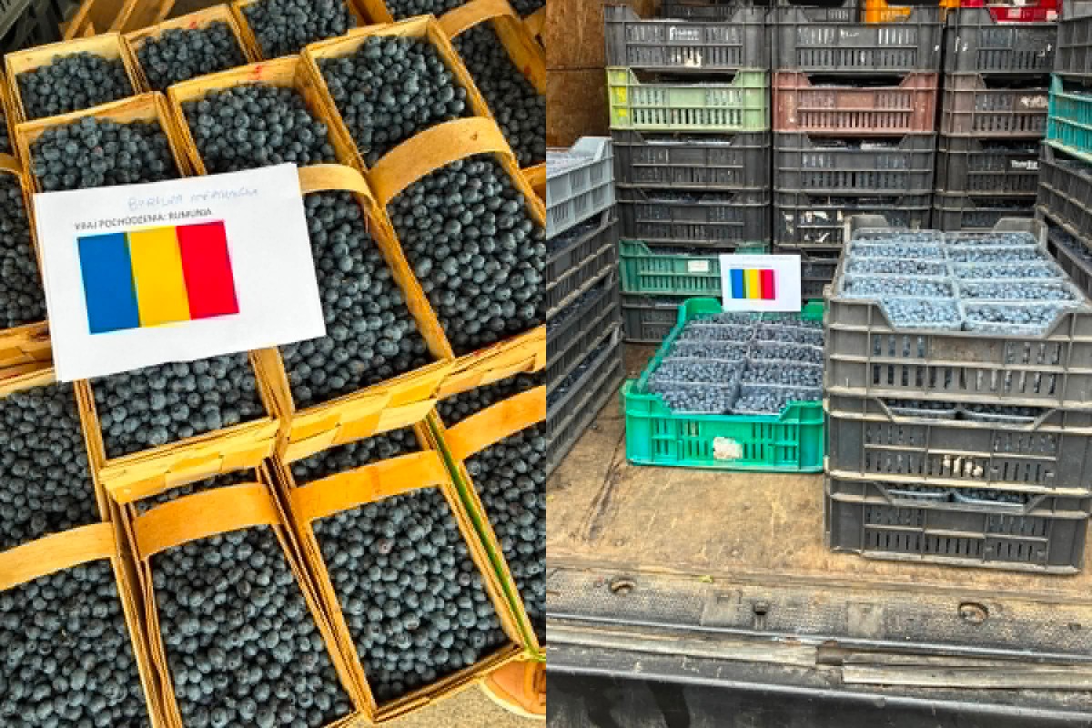 Borówki z importu bez kraju pochodzenia. Kontrola ujawnia nieprawidłowości