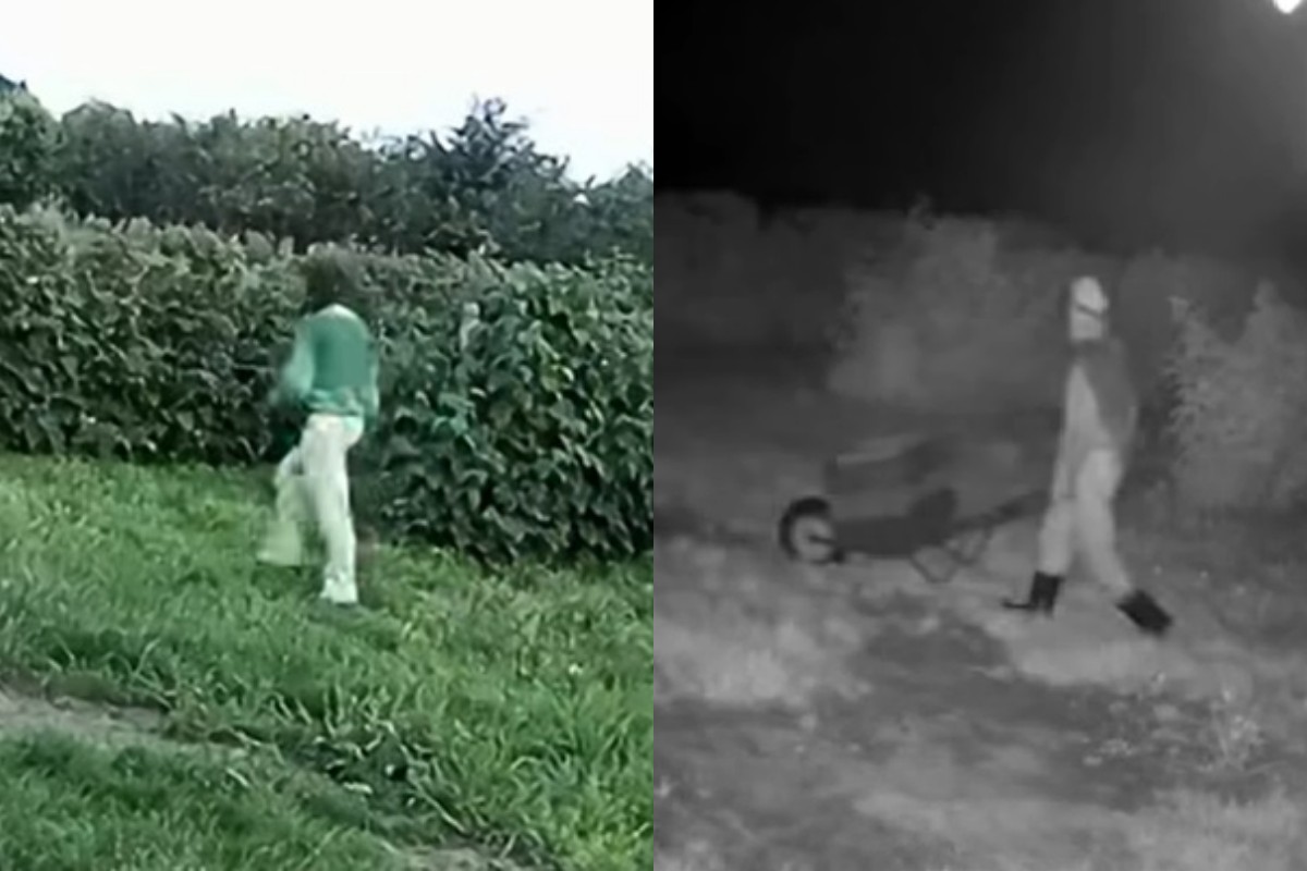 Wrócili w nocy z taczką po maliny. Nie spodziewali się, że plantacja jest monitorowana