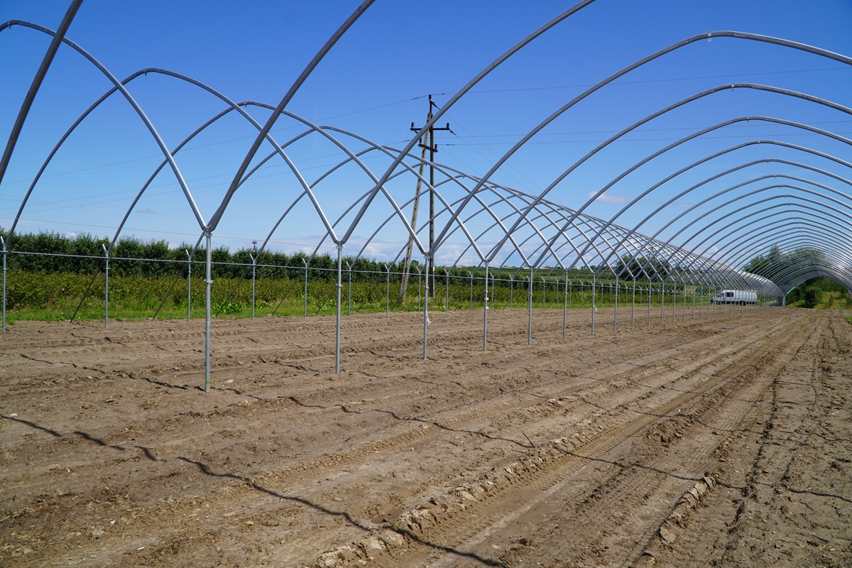 Największy błąd przy zakładaniu plantacji truskawek? Sadzenie bez przygotowania gleby