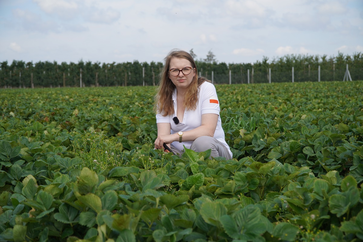 Truskawka po zbiorach – regeneracja plantacji, ochrona i nawożenie przed kolejnym sezonem