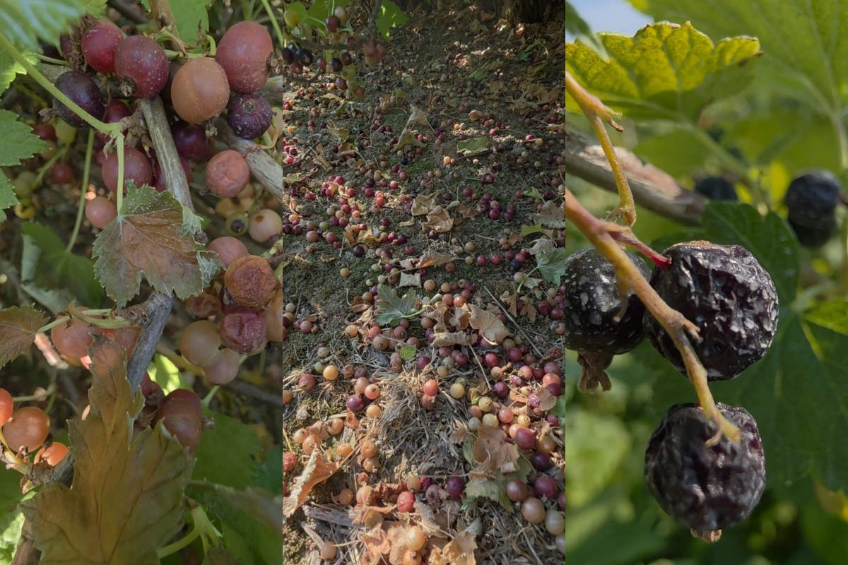 Duże straty i zero pomocy? Plantatorzy apelują o zmianę przepisów