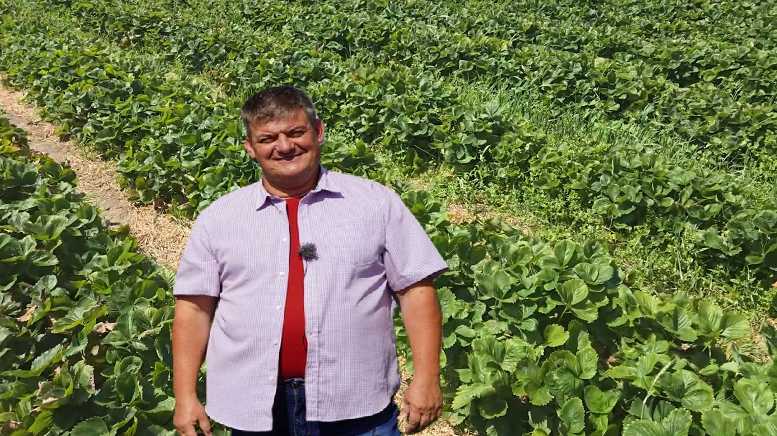 Komunikat truskawkowy Zbigniew Marek, 31.07.2026