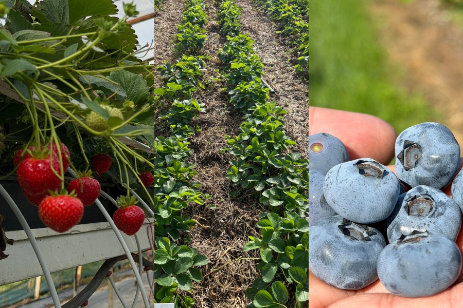 Bioagris – technologie sprawdzone na plantacjach produkcyjnych