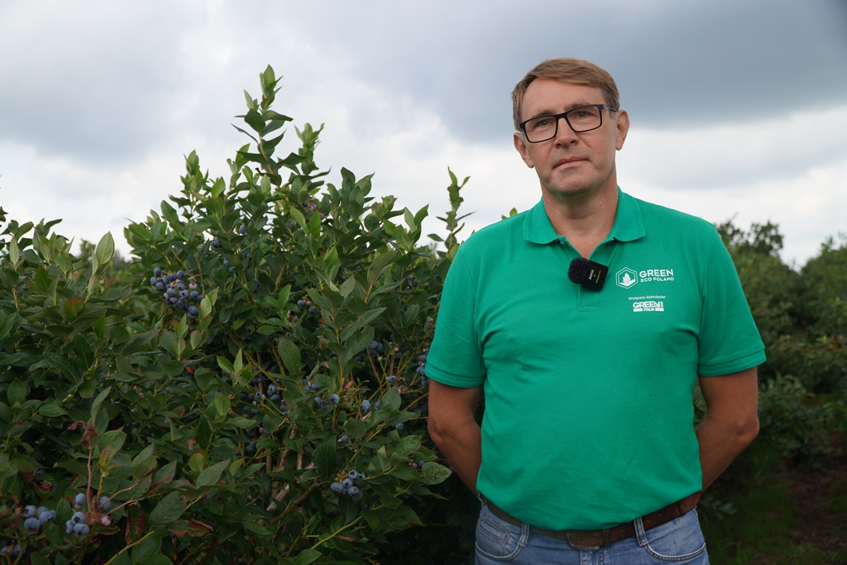 Borówka po zbiorach – nawożenie oraz przygotowanie plantacji do zimy