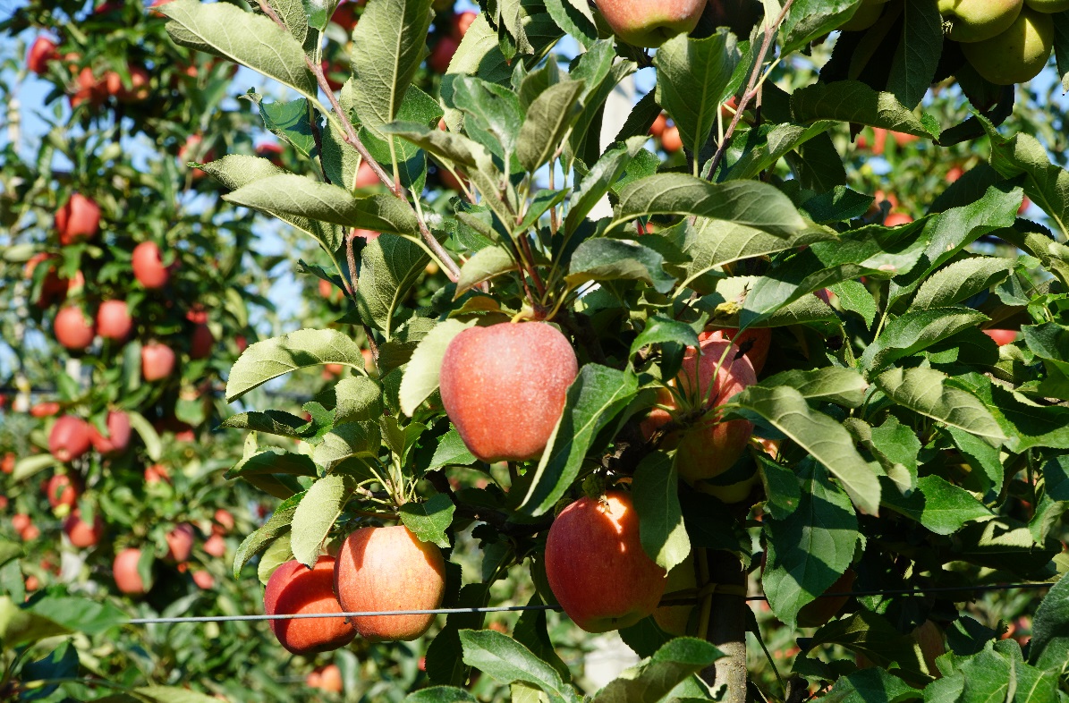 Ostatni zabieg przed zbiorem decyduje, ile owoców sprzedasz po przechowywaniu