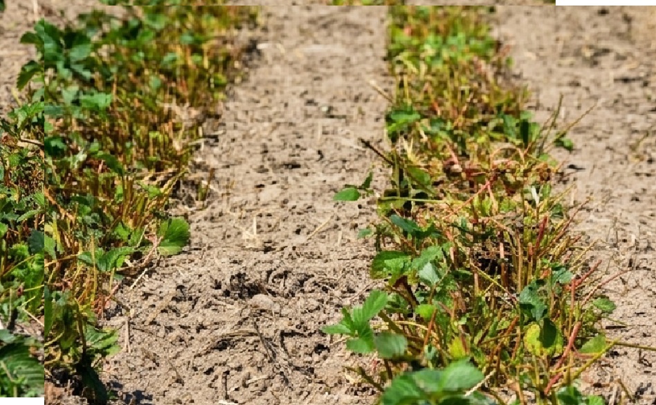 Truskawki po zbiorach – teraz plantacja pracuje na przyszłoroczny plon