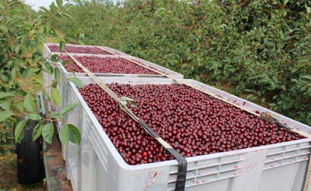 W nocy zniknęło 400 kg wiśni! Sadownik stracił owoce warte tysiące złotych