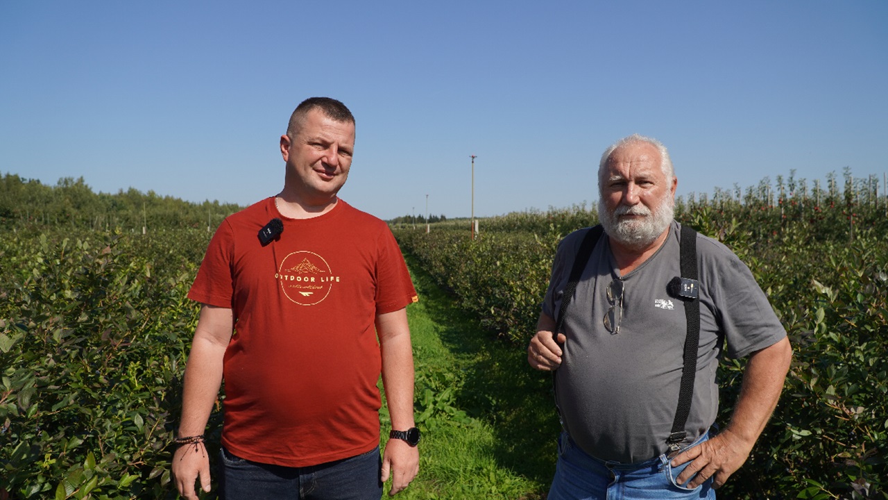 Borówka buduje plon na przyszły rok. Czego nie można zaniedbać jesienią?